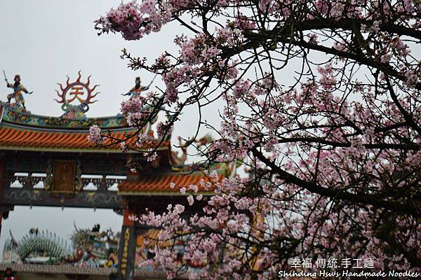 淡水天元宮櫻花 (3)