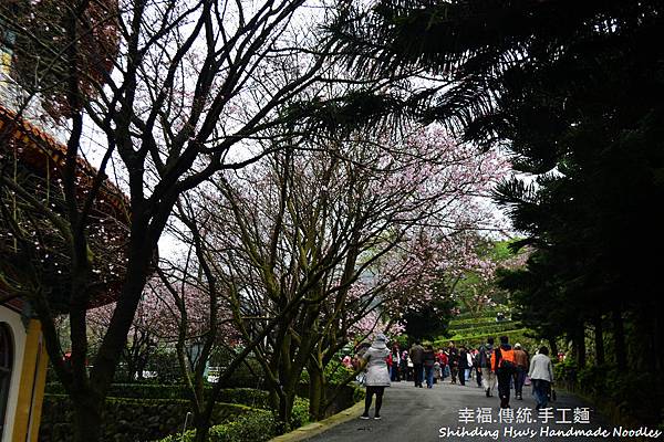 淡水天元宮櫻花 (12)