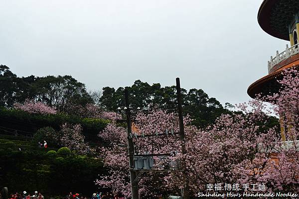 淡水天元宮櫻花 (36)