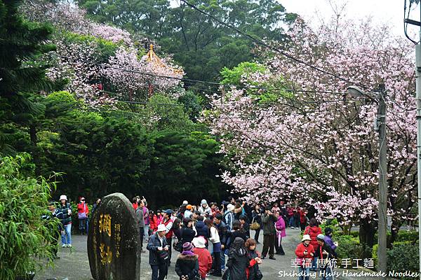 淡水天元宮櫻花 (37)