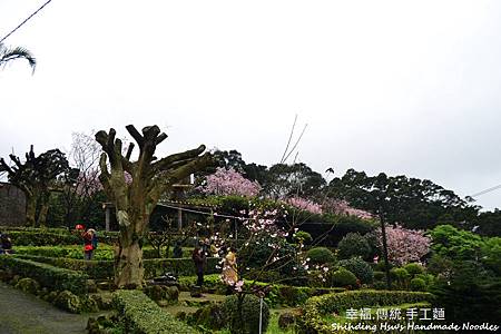 淡水天元宮櫻花 (39)