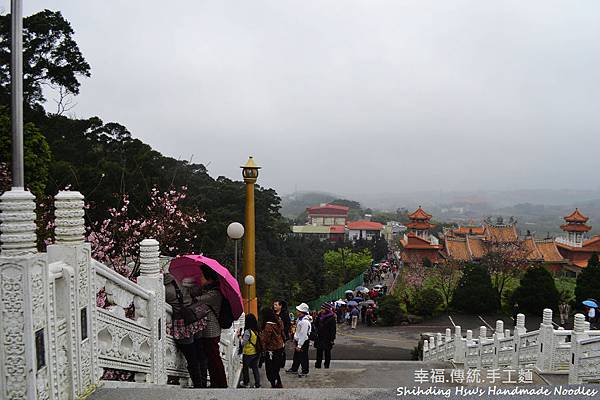 淡水天元宮櫻花 (100)