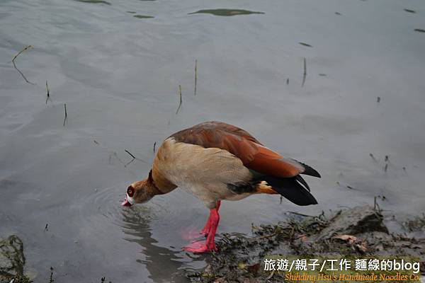  梅花湖-環湖腳踏車道[宜蘭旅遊] (19)