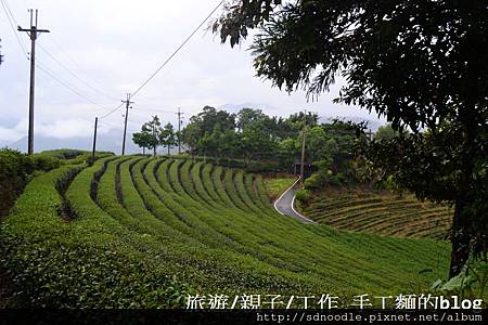 石碇八卦茶園-千島湖[新北市旅遊,一日遊] (31) (3)