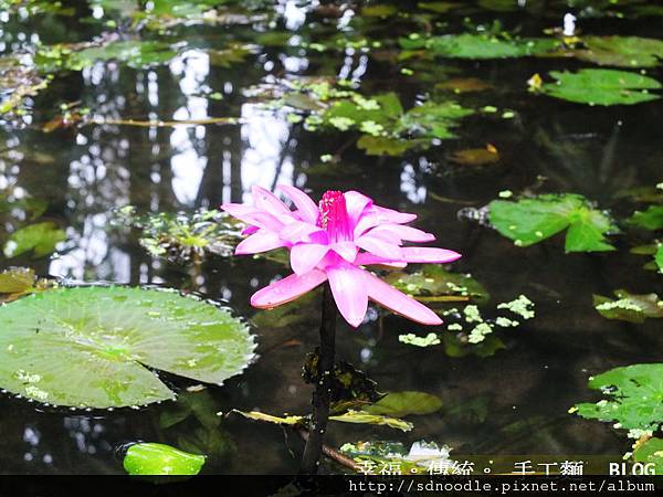 深坑桑尼浩斯-新北市旅遊DSCF0354