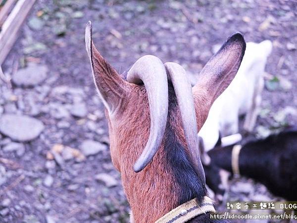 宜蘭幸福20號農場