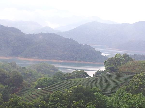 石碇千鳥湖八卦茶園