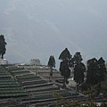 南投清靜/合歡山週邊/台灣旅遊