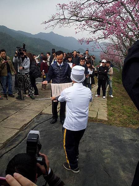 新北櫻花季 石碇小格頭苗圃/櫻花小旅行記者會