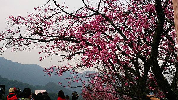 新北櫻花季,石碇苗圃,櫻花小旅行記者會