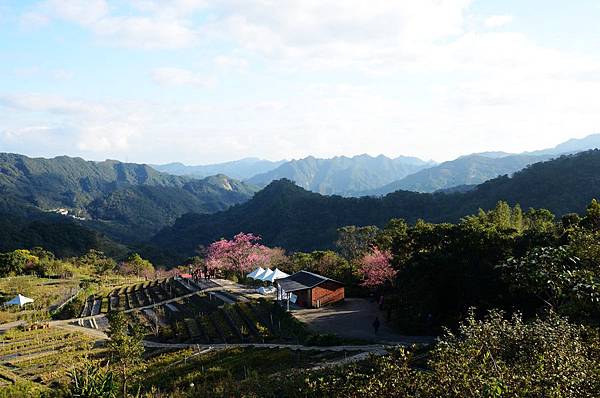 櫻花小旅行 石碇苗圃櫻花