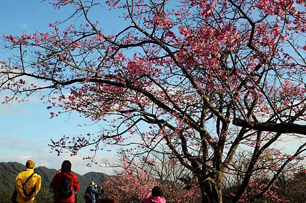 櫻花小旅行 石碇苗圃櫻花