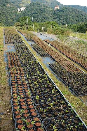 櫻花小旅行 石碇苗圃櫻花