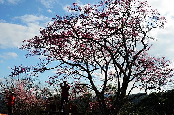 櫻花小旅行 石碇苗圃櫻花