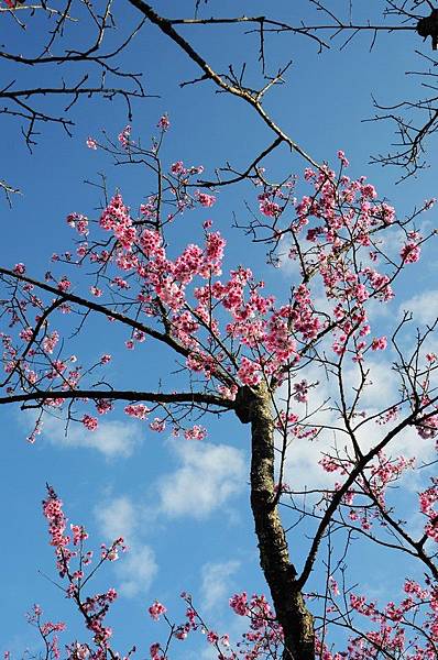 櫻花小旅行 石碇苗圃櫻花