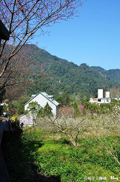 橄欖樹咖啡民宿/南庄民宿