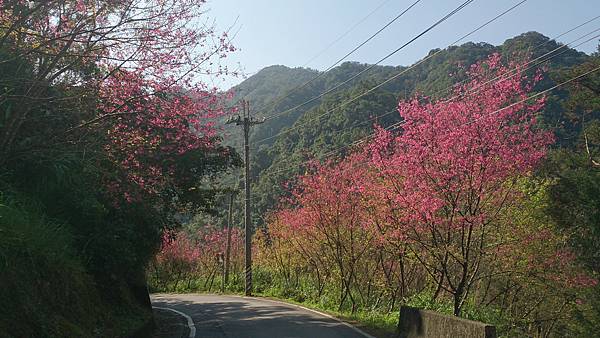 石碇櫻花