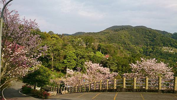 新北市石碇天明宮-賞櫻花2014