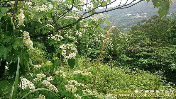 「踏雪尋桐．賞茶趣」活動之桐花步道