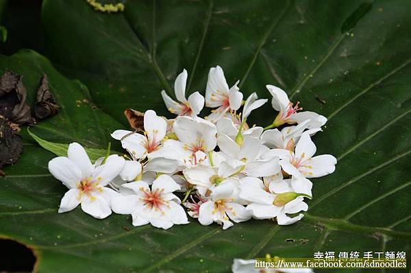 「踏雪尋桐．賞茶趣」活動之桐花步道