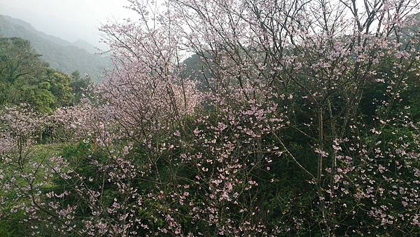 新北市石碇櫻花-天明宮吉野櫻