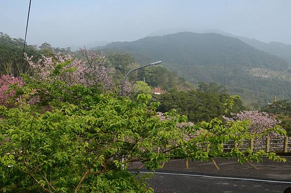 新北市石碇櫻花-天明宮吉野櫻