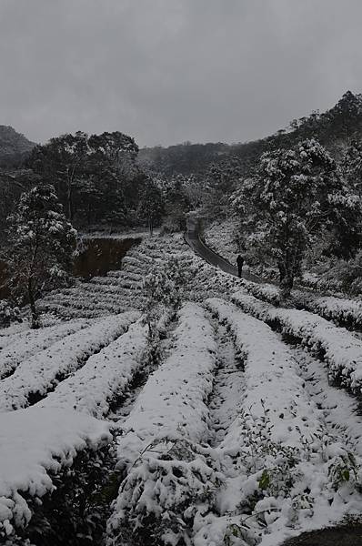 石碇下雪了,2016/1/24