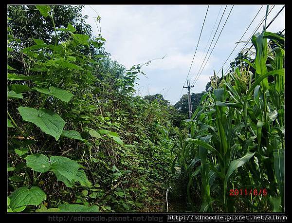 我家菜園 (16).jpg