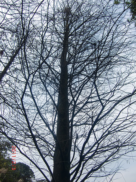 2011新年初一-木柵動物園CIMG1130.JPG