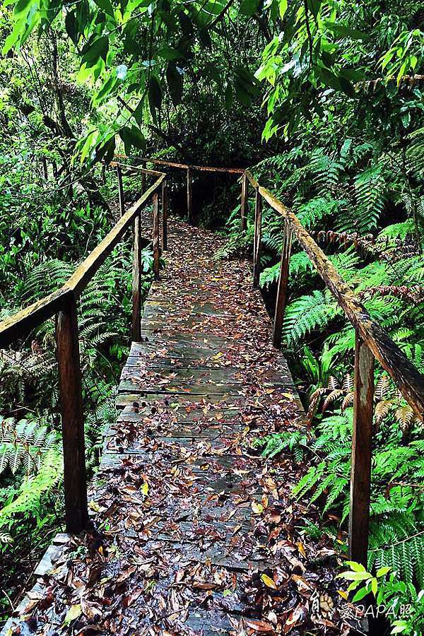 司馬庫斯 風雨行 熊愛papa照 痞客邦