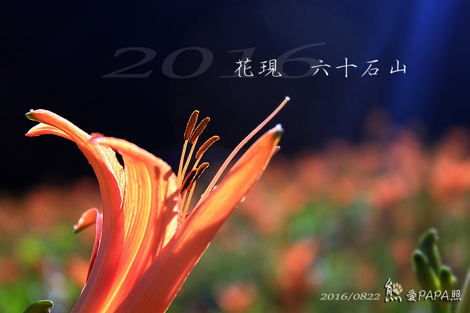 花現六十石山標題.jpg 花現六十石山標題.jpg