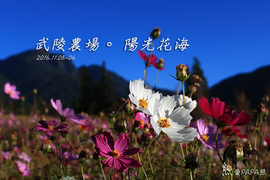 武陵標題2.jpg 武陵標題2.jpg