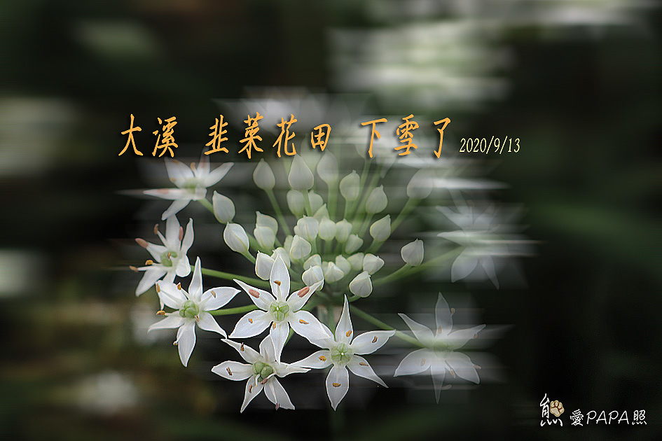 大溪韭菜花田下雪了 熊愛papa照 痞客邦