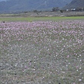 關山池上花海