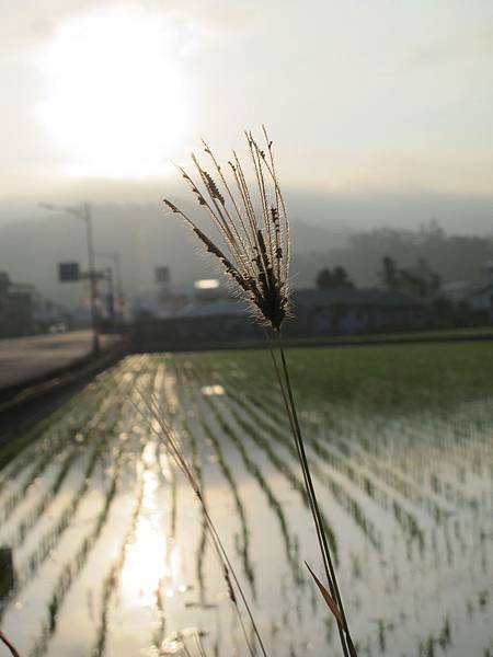 IMG_6559.JPG IMG_6559.JPG