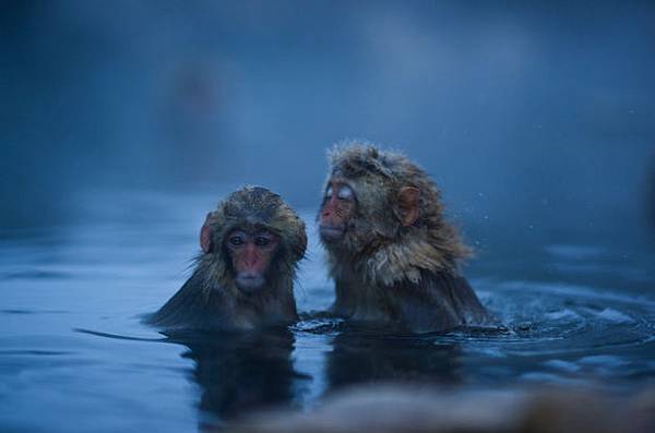 winter_monkey_07