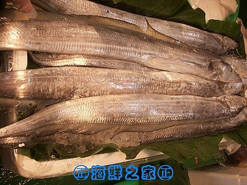 桃園海鮮之家【現撈 白帶魚】