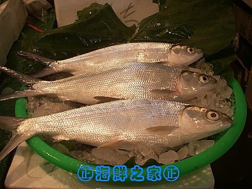 桃園海鮮之家【現撈 海虱目魚】