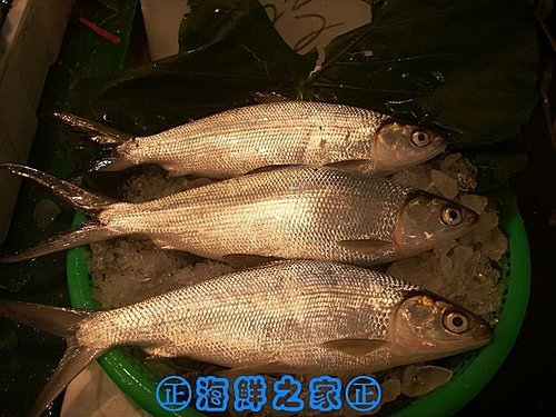 桃園海鮮之家【現撈 海虱目魚】