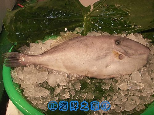 桃園海鮮之家【現撈 剝皮魚】