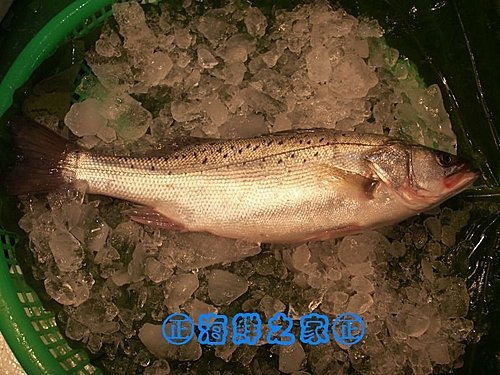 桃園海鮮之家【現撈 七星鱸魚】 