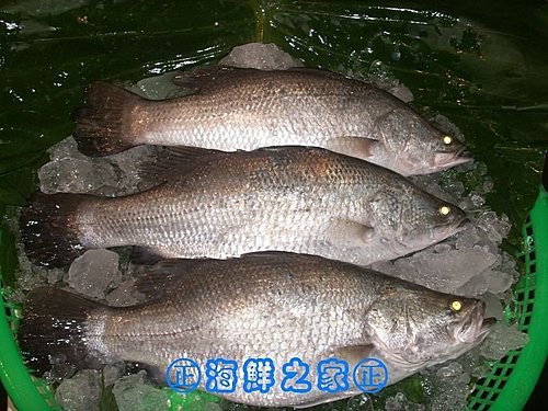 桃園海鮮之家【現撈 金目鱸魚】