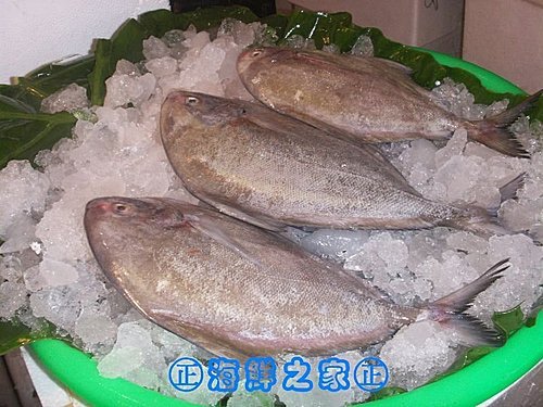 桃園海鮮之家【現撈 黑鯧魚】