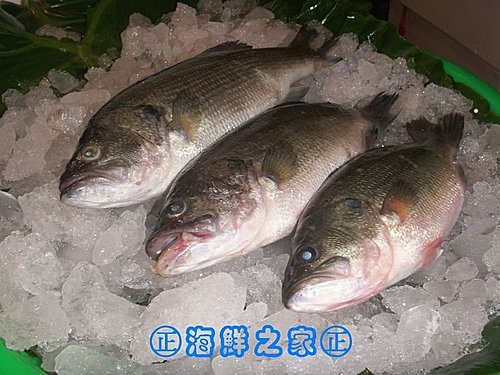 桃園海鮮之家【現撈 加州鱒魚】