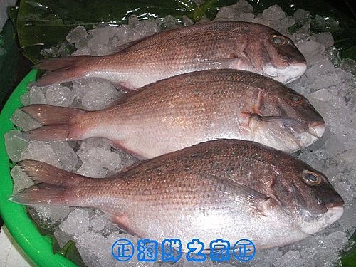 桃園海鮮之家【現撈 嘉納魚】