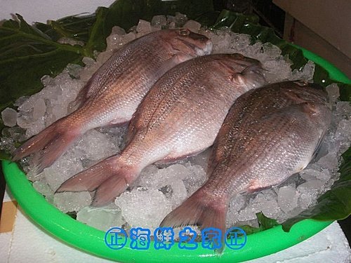 桃園海鮮之家【現撈 嘉納魚】