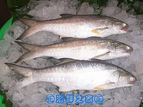 桃園海鮮之家【現撈 午仔魚】