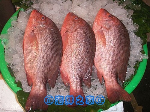 桃園海鮮之家【現撈 紅魚】