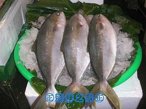 桃園海鮮之家【現撈 青甘魚】