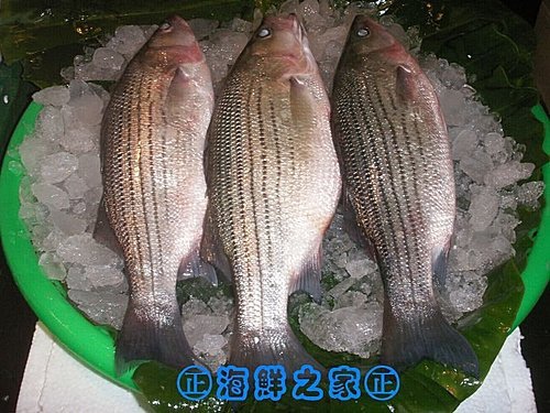 桃園海鮮之家【現撈 銀花鱸魚】